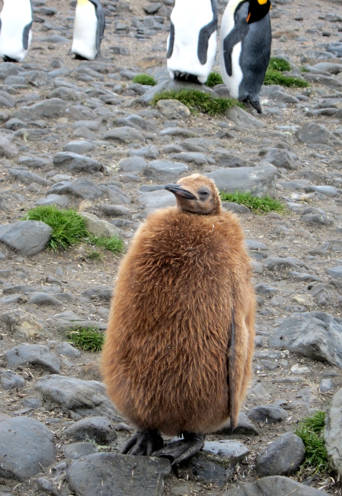 King Penguin Chick at St Andrews © Gale Mead 2015