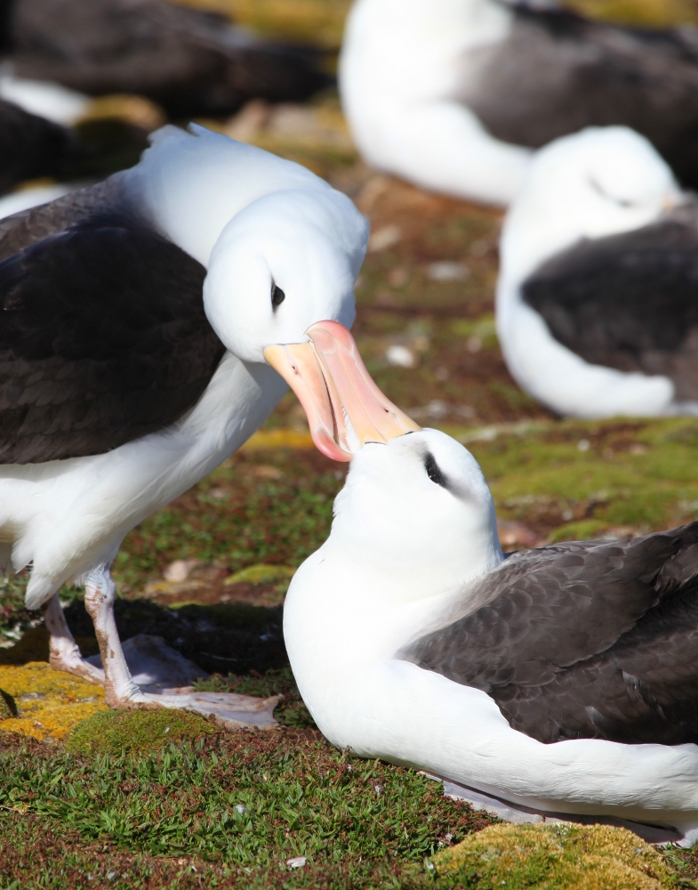 Black-browed Albatrosses at Steeple Jason Island