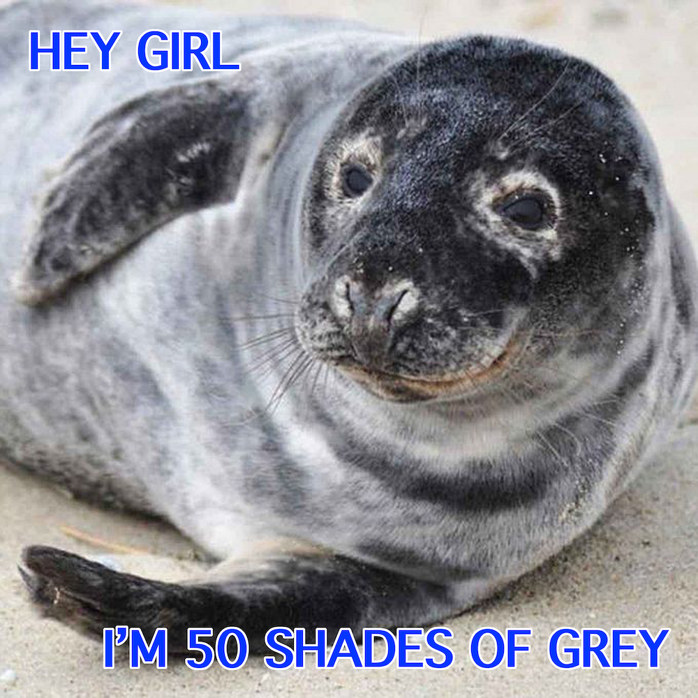 50ShadesSeal