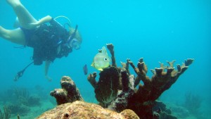 Diver observing endangered elkhorn coral © Karl Callwood