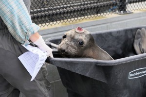 Elephant seals are also affected. Photo © Kip Evans.