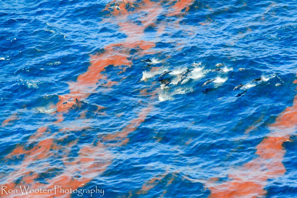 Dolphins on the Louisiana coast are being found dead at four times historic rates.