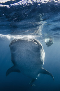 Photo © Amanda Cotton