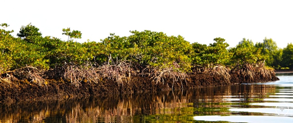 Mangrove forest. © WIF