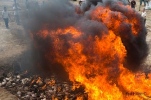 Pangolin bonfire. © Paul Hilton