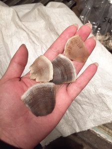 Pangolin scales are used for traditional Chinese medicine. © Sharon Kwok