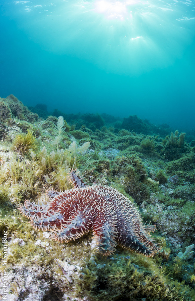 Crown of Thorns on Hurrican Damage Reef(c)KipEvansMBAG4V9305