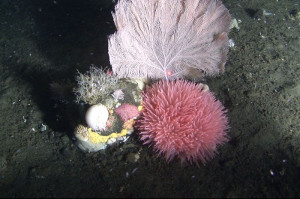 Deep-sea corals photographed during a Greenpeace-sponsored expedition with NOAA Fisheries. © Greenpeace