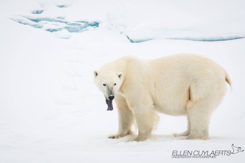 "First look at this polar bear shows a healthy bear, if you look closer you can see a wound at the hind leg. Our guides explained it could be caused by a jab of a walrus tusk which is bad news. It would mean the polar bear hunted a walrus which is dangerous to him. Polar bears could have wounds that prevent them from having the agility and speed to hunt which will cause a death from starvation. Maybe the bear was so hungry that he had no choice but to put itself in the danger zone." – Ellen Cuylaerts