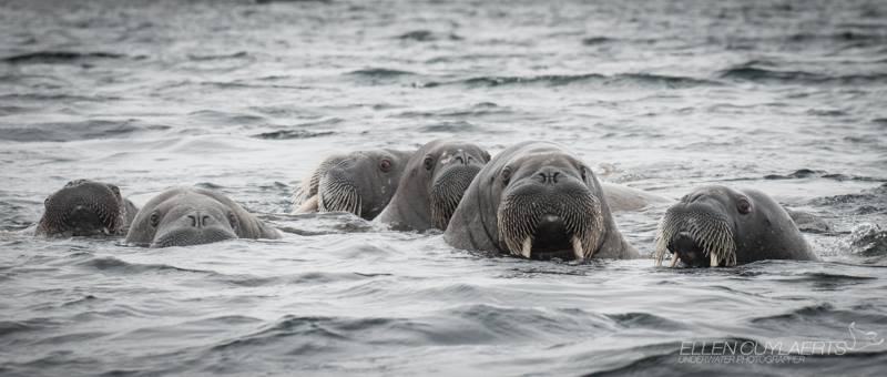 12042941_10153574725020502_1809173773895530015_n