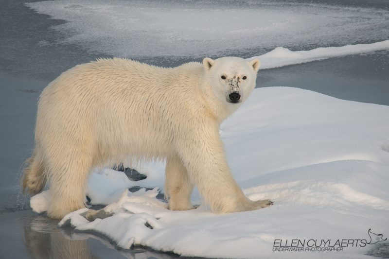 12049446_10153573696420502_1366351473743321228_n