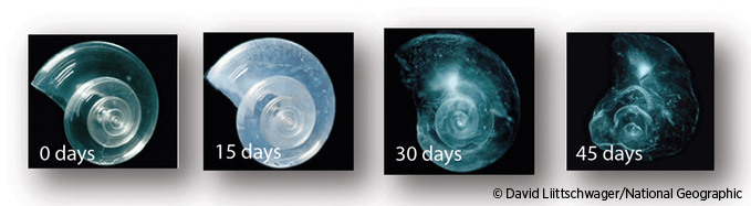 PteropodShellDissolving