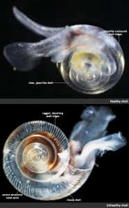 Dissolving pteropod © Nina Bednarsik