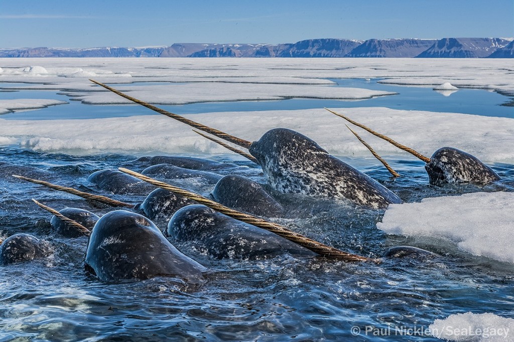 “Sentinels of the Sea” by Paul Nicklen – Baffin Bay, Canada: As they swim into an ice hole, male narwhals wield their tusks with care. The tusk, a tooth growing out of the upper jaw, is almost exclusively a male trait. Scientists believe it serves a display function, much like the antlers of a stag. This photo will be included in the SeaLegacy exhibit that will be at the event called "Thin Blue Line" at BLUE 2015.