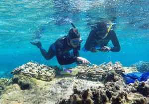 Reef Explorer’s founder Victor Bonito (left) points out new coral growth to Conservation Assistant Samisoni Walai while examining trays of recently-propagated corals at the new coral nursery in Votua Village’s no-take marine protected area. Image © Reef Explorer Fiji, Ltd.