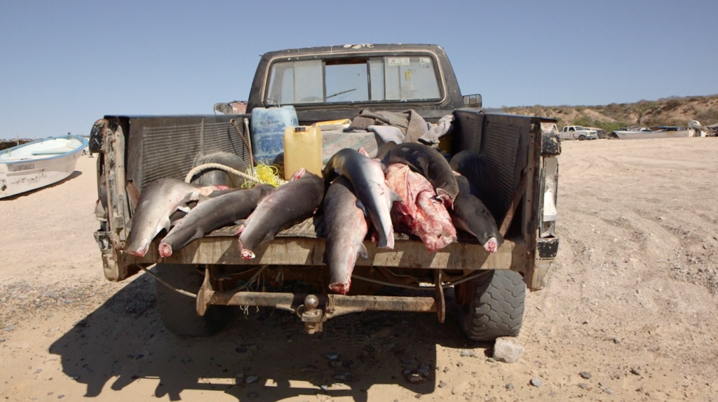 Shark fishing discovered in February 2016 at Los Frailes Beach, Cabo Pulmo (c) Brett Garling Mission Blue