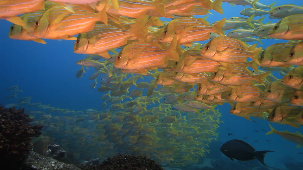 Marine abundance at Cabo Pulmo Marine Park (c) Kip Evans Mission Blue