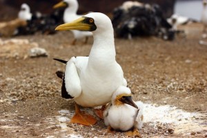 Masked booby with chick © Simon Vacher
