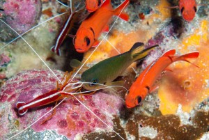 Cleaner shrimp with Apollo damselfish © SMSG