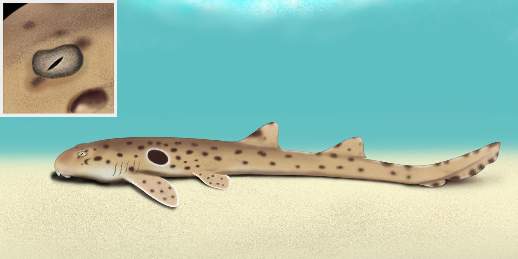 Hemiscyllium ocellatum © DJ Jackson for Shark University