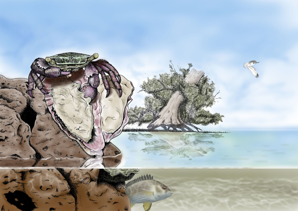 Metopograpsus frontalis © DJ Jackson for the University of Queensland School of Biological Sciences