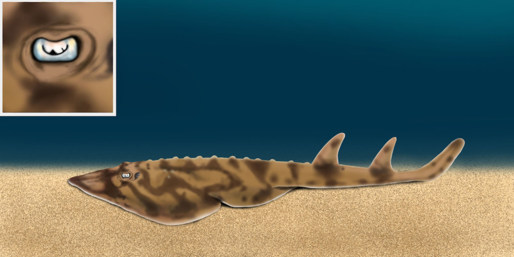 Zapteryx exasperata © DJ Jackson for Shark University