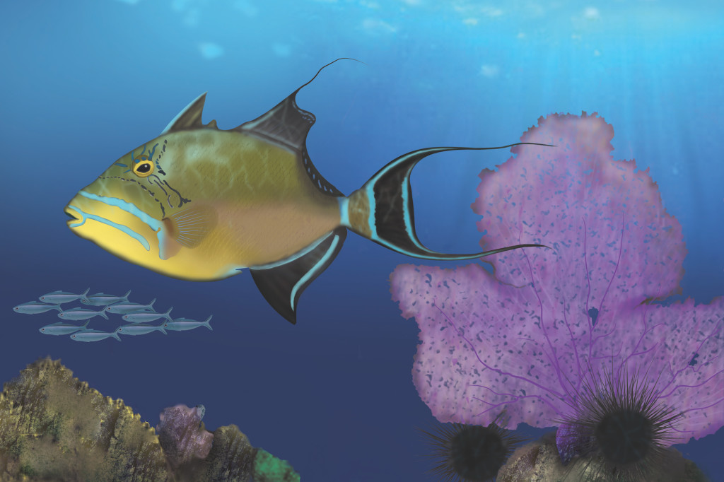 Queen Triggerfish © DJ Jackson