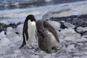 Courtesy Philippa Ross