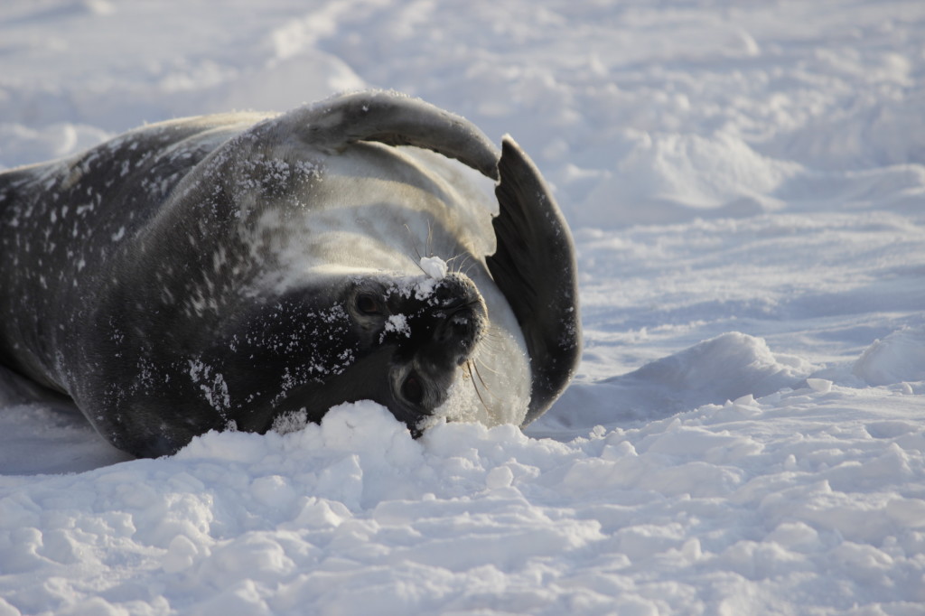 Courtesy Philippa Ross