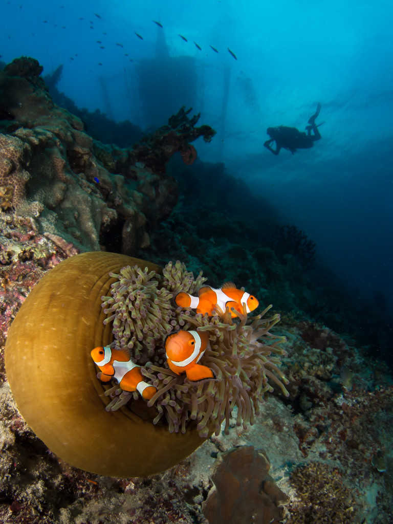The Coral Triangle provides a visual feast for scuba divers. © Henley Spiers