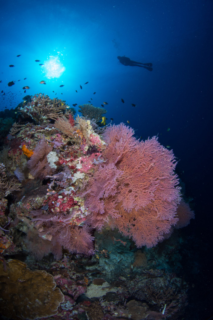 The Coral Triangle is has the greatest marine biodiversity on Earth. © Henley Spiers