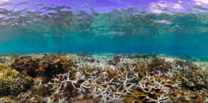 Impact of bleaching event on hard and soft corals. © Victor Bonito