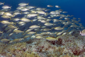 schooling-fish-el-torro-marine-reserve-ckipevans-for-mission-blueag4v5547-copy