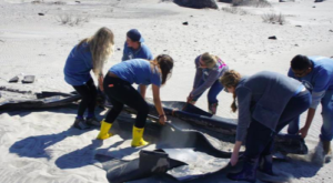 Cleanup on Pea Island National Wildlife Refuge. © Hope Spot Hatteras
