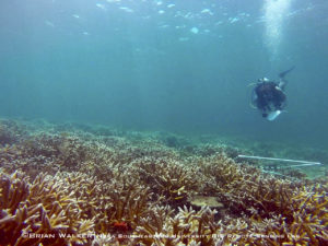 Dense areas of critically endangered staghorn coral off the coast of Southeast FL © Brian Walker 