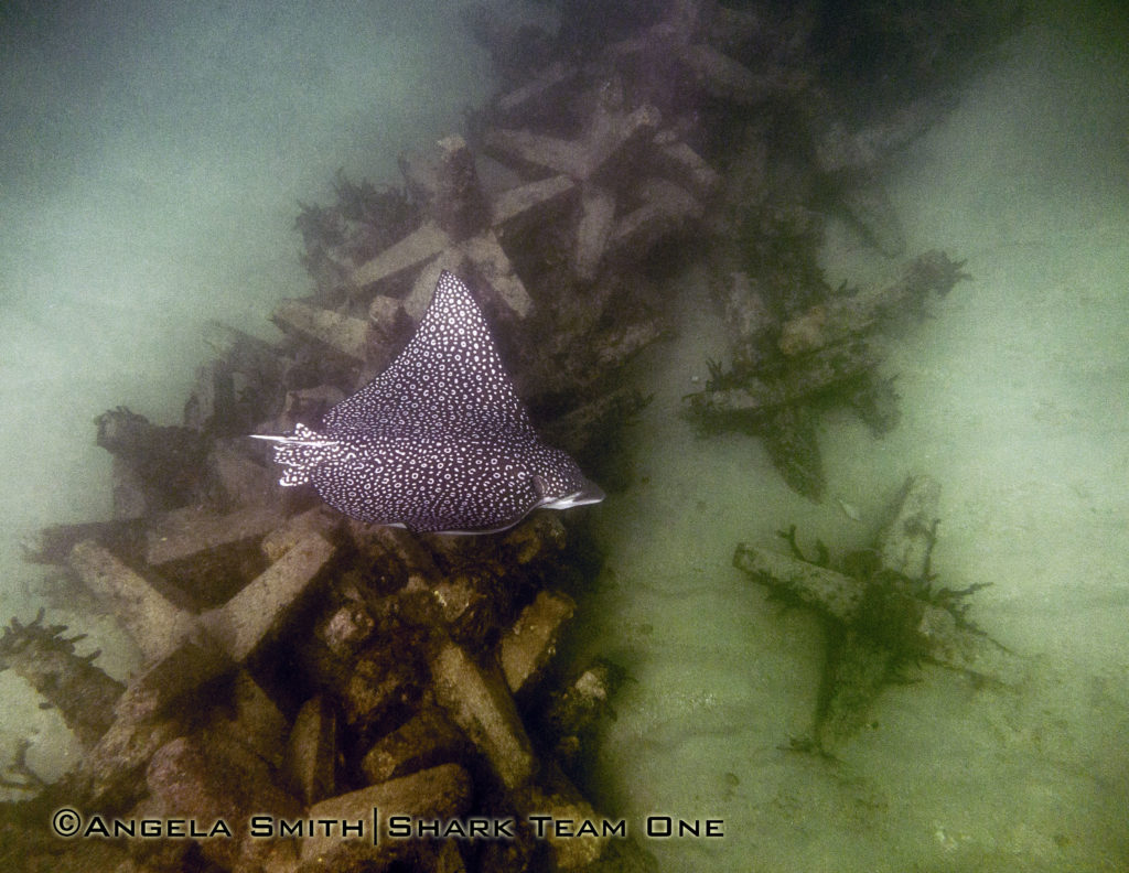 A spotted eagle ray cruises over a once vibrant artificial reef in Dania Beach, FL © Angela Smith 