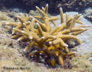 A damselfish in a staghorn coral colony off Lauderdale-By-The-Sea, FL © Angela Smith