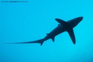 Thresher shark; Malapascua Island, Philippines © Big Fish Expeditions