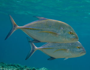 bluefin-trevally