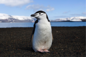 @ Lifeline Antarctica 