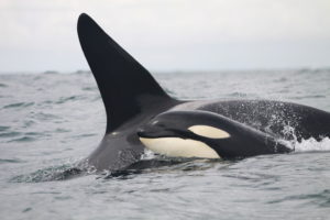 Killer whale calf @ Sara Tavares