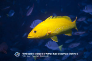 mycteroperca-olfax-malpelo-sb-090809-1071