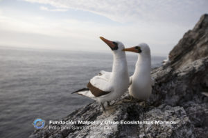 sula-granti_sff-malpelo_190309_015