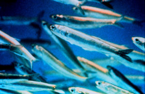 anchovy_closeup_wiki