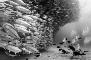 Mexico, Baja California, Sea of Cortez. Scuba Divers at the bottom admiring a  big school of Jacks forming a wall found at the protected marine area of Cabo Pulmo. @ Christian Vizzle