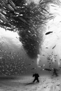 Mexico, Baja California, Sea of Cortez. Scuba Divers at the bottom of a  big school of Jacks forming a tornado found at the protected marine area of Cabo Pulmo. @ Christian Vizzle