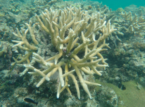 Staghorn coral located in the reef off Little Cayman.