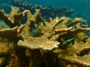 Elkhorn coral located in the reef off Little Cayman.