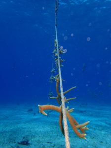 One of CCMI's staghorn coral nurseries. @ Dr. Steve Whalan/CCMI  