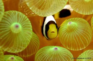 20070414_shagrock_17